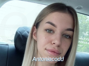 Antoniacodd