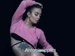 Antonianipples