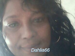 Dahlia66