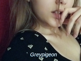 Greypigeon