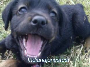Indianajonestest