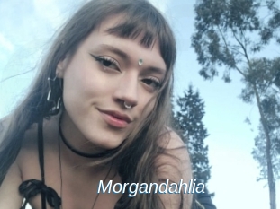 Morgandahlia